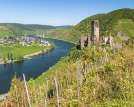 View over the vineyard to the river Moselle, Metternich castle ruins in the Moselle valley,