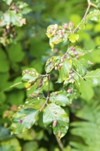 Leaves of beech (Fagus), infested by the beech gall midge (Mikiola fagi), a species of gall midge