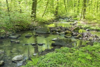 Stream Kotitzer Wasser flows in the Lausker Skala, Lauske, Weißenberg, Saxony, Germany
