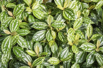 Vietnamese cannon flower (Pilea cadierei), full-sized