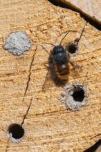 Horned mason bee (Osmia cornuta), sitting on a log of an insect hotel, Schwaz, Tyrol, Austria