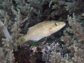A female cheek stripe damselfish (Oxycheilinus digramma) swimming in coral reefs, dive site Twin