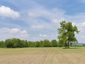 A group of English oaks (Quercus robur), standing in a field during leaf emergence, Siebeneichen