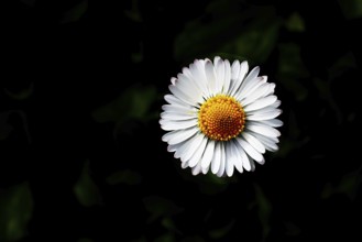 Daisy (Bellis perennis) Close-up of a flower against a black background, Wilnsdorf, North