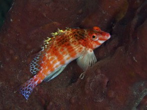 A colourful fish with red and blue patterns, Dwarf Hawkfish (Cirrhitichthys falco), lies on a sea