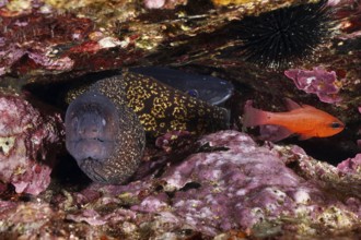 Mediterranean moray eel (Muraena helena) and a red mullet king (Apogon imberbis) together under a
