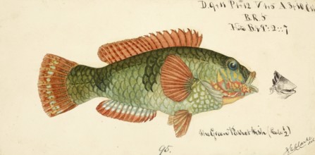 Wrasse, Labridae, fish, reproduction of an original, by Frank Edward Clarke (b. 1849, d. 1899),