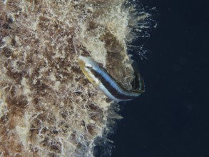 A blue fish, Dussumier's sabre-toothed blenny (Aspidontus dussumieri) female swimming near an