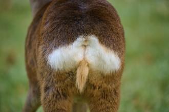 Roe deer (Capreolus capreolus), close-up of a roe deer rump mirror, in a meadow, Germany