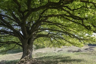 English oak (Quercus robur), hut oak, Emsland, Lower Saxony, Germany