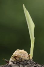Turmeric or turmeric (Curcuma longa), rhizome and leaf shoot, spice and medicinal plant, North