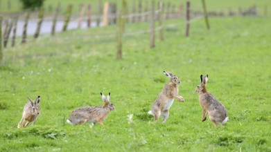 Several brown hares (Lepus europaeus) including one standing in a meadow during the mating season,