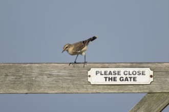 Wheatear (Oenanthe oenanthe) adult female bird on a wooden gate, Lincolnshire, England, United