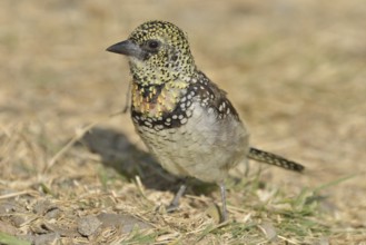 D'Arnaud's Barbet (Trachyphonus darnaudii), Serengeti, Tanzania