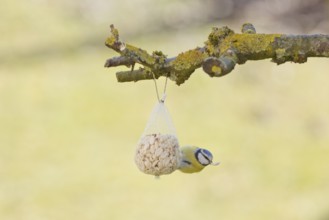 Blue tit, (cyanistes caeruleus) feeding from a feederBad Salzschlirf, Hessen, Germany