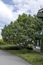 Pontine oak (Quercus pontica)
