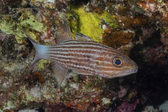 Largetoothed cardinalfish (Cheilodipterus macrodon), dive site Marsa Shona Reef, Egypt, Red Sea