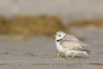 Piping Plover (Charadrius melodus) sheltering chicks under feathers, Massachusetts, USA