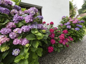 Hydrangea in bloom on the wall of a house in a garden, North Rhine-Westphalia, Germany