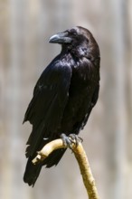 A black raven sitting on a branch in a natural environment, Raven (Corvus corax), Germany