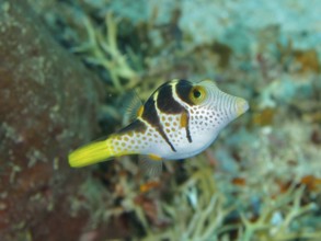 Fish with distinctive patterns, saddle point pufferfish (Canthigaster valentini), gliding through