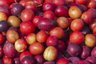 Red mirabelle plums for sale (Prunus cerasifera), weekly market market, Brittany, France