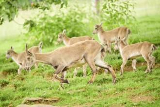 Alpine ibex (Capra ibex) mother with ist youngsters running on a meadow, wildlife Park Aurach near