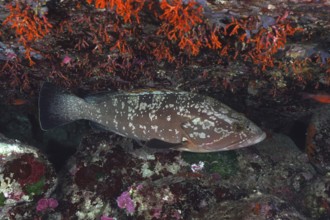 Mottled grouper (Epinephelus marginatus) (Mycteroperca marginatus) resting under bright orange-red