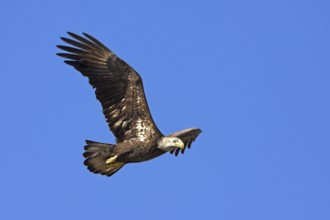 Bald eagle, (Haliaeetus leucocephalus), foraging, flight recording, biotope, blue sky, Venice