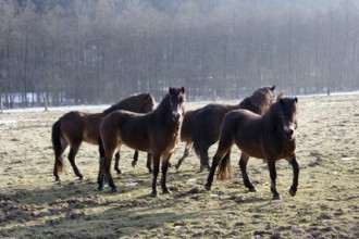 Exmoor ponies, herd on winter pasture, Hutewald forest in the Solling-Vogler nature park Park,