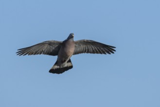 Common Wood Pigeon, Columba palumbus, bird in fly on blue sky