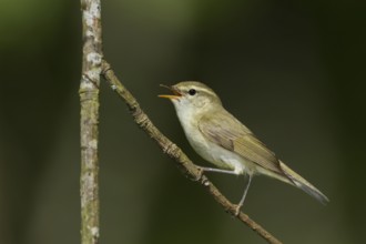 Greenish Warbler - Grünlaubsänger - Phylloscopus trochiloides
