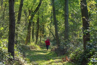 A woman walks under trees in the deeply cut valley of the Neuendorfer fairground, Fläming,