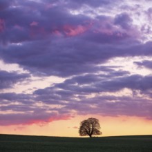 Solitary tree in field at sunset, horse chestnut, atmospheric sky with luminous clouds, Uckermark,