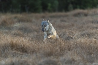 One young male eurasian gray wolf (Canis lupus lupus) running over a meadow with tall grass. A dark