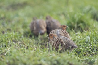 Grey Partridge (Perdix perdix) perched on field, North Rhine-Westphalia, Germany