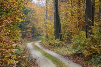 Landscape of a trail going through the European beech (Fagus sylvatica) forest, colored leaves in