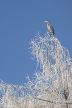Grey heron (Ardea cinerea) sitting on the top of a tree, Schlitters, Tyrol, Austria