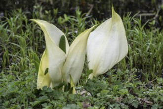 White false calla (Lysichiton camtschatcensis), Emsland, Lower Saxony, Germany