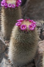 Flowering thorny wart cactus (Mammillaria spinosissima), Botanical Garden, Erlangen, Middle