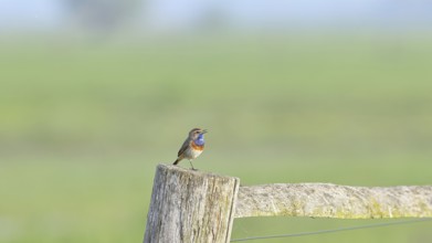 Bluethroat (Luscinia svecica cyanecula), male, on a pasture fence post, wildlife, Lembruch, Ochsen