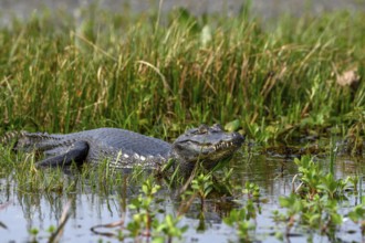 Yacare caiman (Caiman yacare), near Colonia Carlos Pellegrini, Esteros del Iberá, Province of