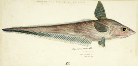 Coelorinchus sp, a genus of rattail fish, fish, reproduction of an original, by Frank Edward Clarke