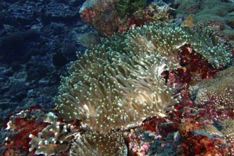 Anthopleura xanthogrammica (Stichodactyla gigantea) stretching over a colourful reef, dive site