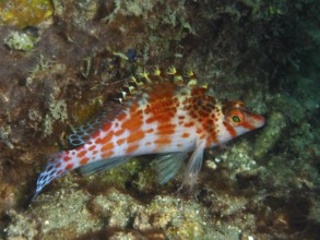 Lively fish with red and blue accents, Dwarf Hawkfish (Cirrhitichthys falco), among corals, dive