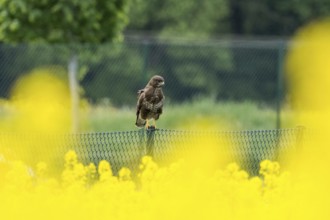 A buzzard (Buteo buteo) sitting on a fence, surrounded by yellow flowers, rape, and blurred