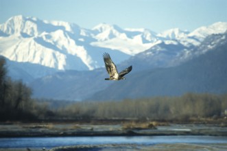 Bald eagle (Haliaeetus leucocephalus), young bird hunting for salmon in the Chilkat Valley near