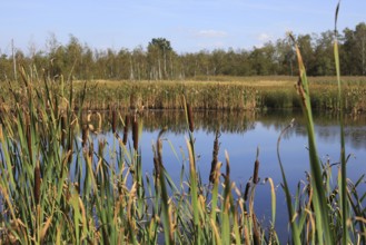 Landscape in the Soos, moor, national nature reserve in the Eger basin near Franzensbad, Karlovy