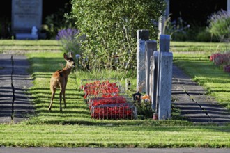 Roe deer (Capreolus capreolus), Hörnli cemetery, Canton Basel, Switzerland