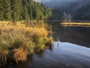 Kleiner Arbersee, Bavarian Forest, Lower Bavaria, Bavaria, Germany